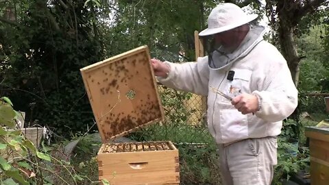 SHRINKING DOWN HIVES FOR WINTER PART 1 !!!!