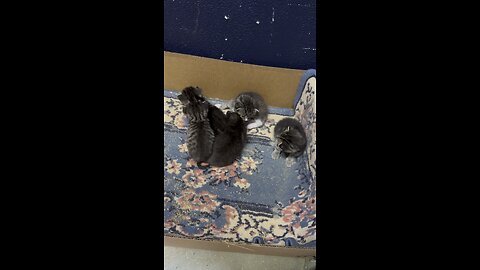 Cute baby kittens