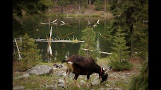 Pack Goats on the Deep Lake Trail Marble Mt. Wilderness