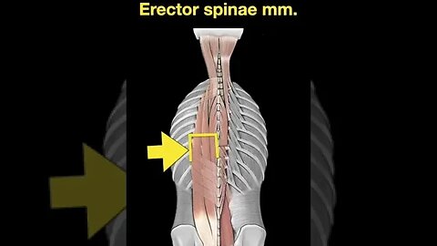 Testing Back muscles #Shorts Part B