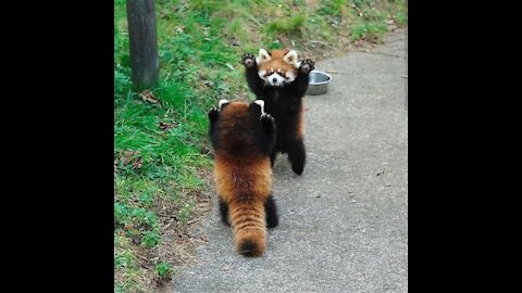 Most Adorable Red Panda CUTEST Compilation