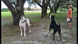 Happy Great Danes Have Fun Looking For Squirrels