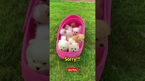 Adorable puppies 🐶 #cute #tiktok #funnyanimals #funnyvideos #viral