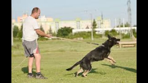 How To Make Dog Become rapidly Aggressive With Few Simple Tips