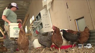 Boulder County poultry farmer looking for missing fowl after fire evacuations