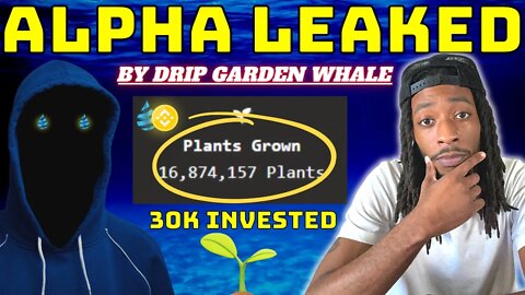 Drip Garden Whale Invested 30K & Told Me This (ALPHA)