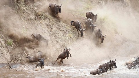 Thousands Of Wildebeest Fall From Bank Attempting To Cross River