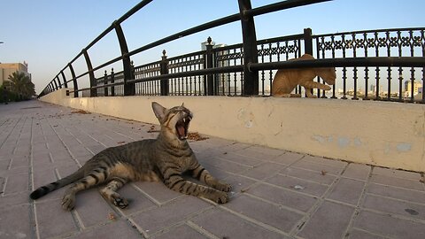 MICHAEL JACKSON & ED SHEERAN - Homeless cats in Ras Al Khaimah, UAE #cat #EdSheeran #MichaelJackson