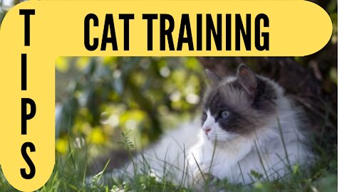 Train your CAT. Basic Cat Training Tips