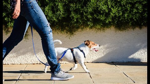 How to teach ANY dog to walk nice on the leash within just 5 minutes of training!