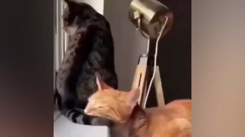 cat fighting