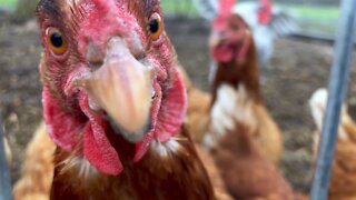 Curious chickens are extremely interested in this camera