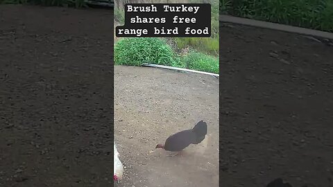 Wild brush turkey shares free range bird food