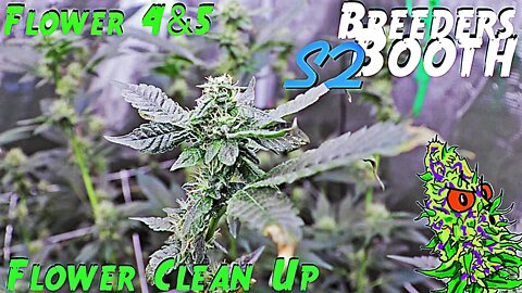 Breeders Booth S2 Ep. 9 | Flower Weeks 4 & 5 | Flower Clean Up