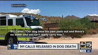 Dog collapses on trail during summer heat