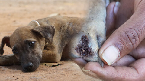 How to treat tick on paw of puppy using coconut oil