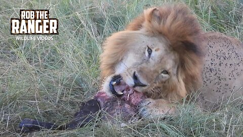 Nomadic Lion Eats As Pride Watches | Maasai Mara Safari | Zebra Plains