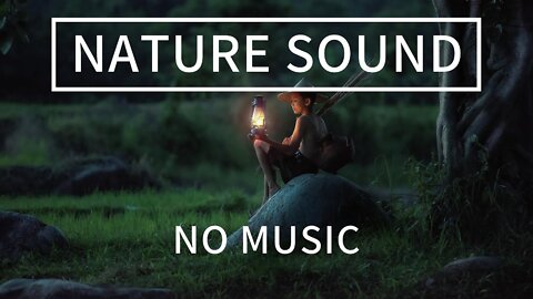 Natural forest sound | No Music | Forest Sound | Nature Sound | Healing sound