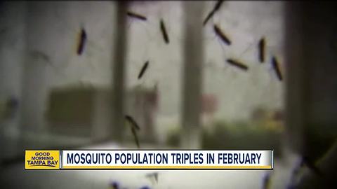 Mosquito population triples in February due to record high temps