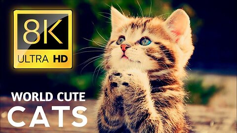 Would Amazing Cute Cats Collection in 8k Ultra Hd