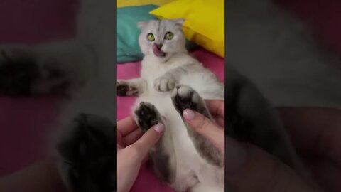 #shorts Смешные Коты Из Тик Тока 224 Funny Cats From Tiktok