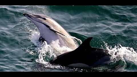 Dolphin Safari Gibraltar filmed in 2013.