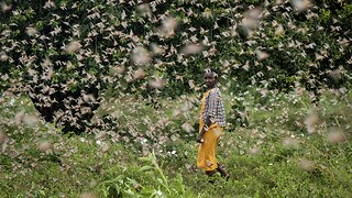 Somalia Declares National Emergency Over Locust Invasion