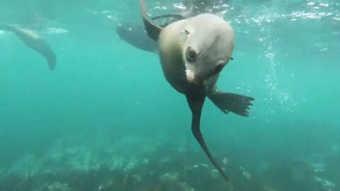 Seals Swimming Under Water