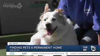 Pet of the Week: Zepher