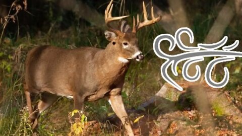 Do bucks use the wind for exiting a bedding area?