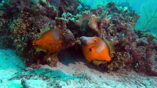 Mysterious color changing fish puts on beautiful display