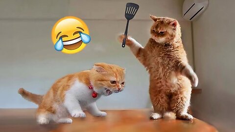 Cats funny moments