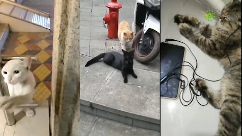 Cat Funny video compilation #Short2022