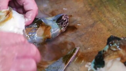 ALIEN SEA SNAIL Japanese Street Food-6