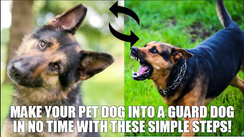 Guard Dog Tutorial (Step by Step)