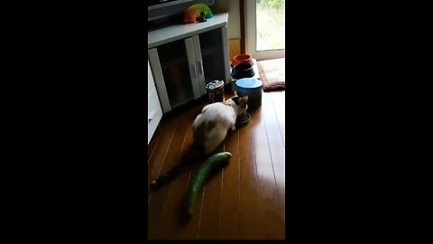 Funny cats reaction 😂😂😂