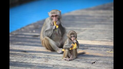 little monkeys in the tree