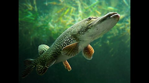 Northern Pike Fish Video