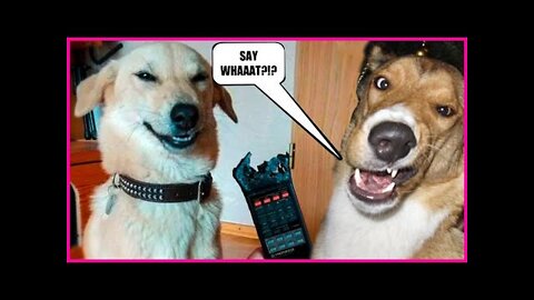 Funniest Animals Videos - Best Cute Cats😹 and Crazy Dogs🐶 Videos 2022! #4