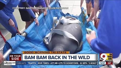 Cincinnati Zoo's rescued baby manatee returns to the wild