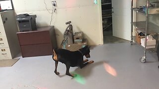 Doggie at the Disco