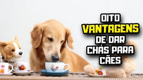 8 VANTAGENS de dar Chá para Cães | Dr. Edgard Gomes | Alimentação natural para Cães