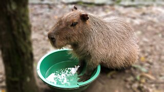 Funny rescued capybara is ready for a manicure