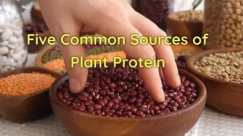 Five Common Sources of Plant Protein