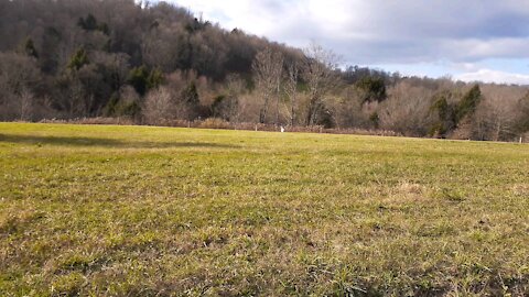 Albino Deer