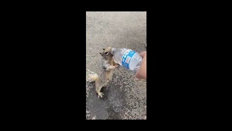 Amazing squirrel and a man