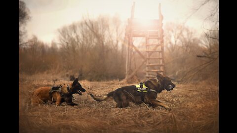 Germans Shepherd Attacks Pitbull