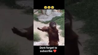 monkey funny moment captured😅😅 SUBSCRIBE #shorts