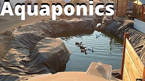 SUPER big natural aquaponic system part Part 2 (duckponics)