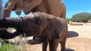 Mapenzi the elephant beats the heat at Reid Park Zoo